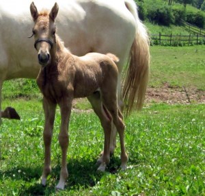 1024x768_bestfit (2) Gold Rush foal of 2011