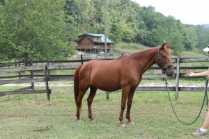 Princess is in foal!