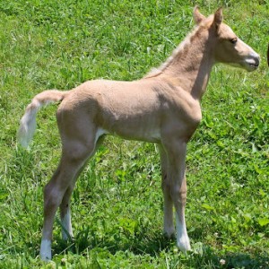 Princess's Colt 2012 Princess's Colt 2012