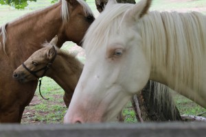 Lily’s new foal has arrived