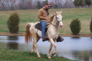 Gambler’s Flash of Gold FF